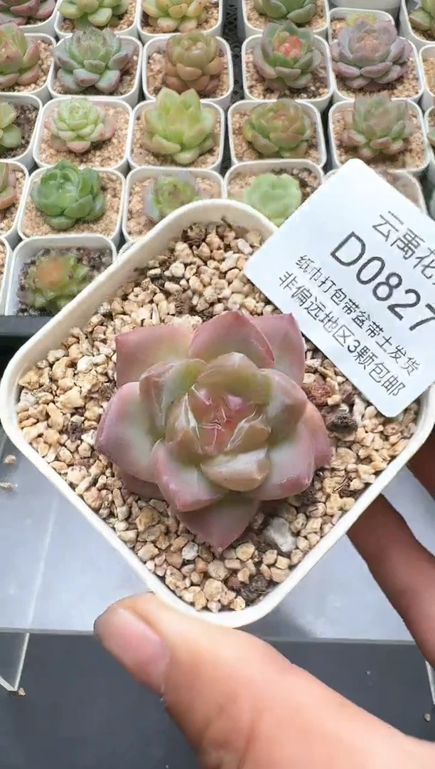 827D云禹多肉植物 带盆土纸巾打包 3颗包邮