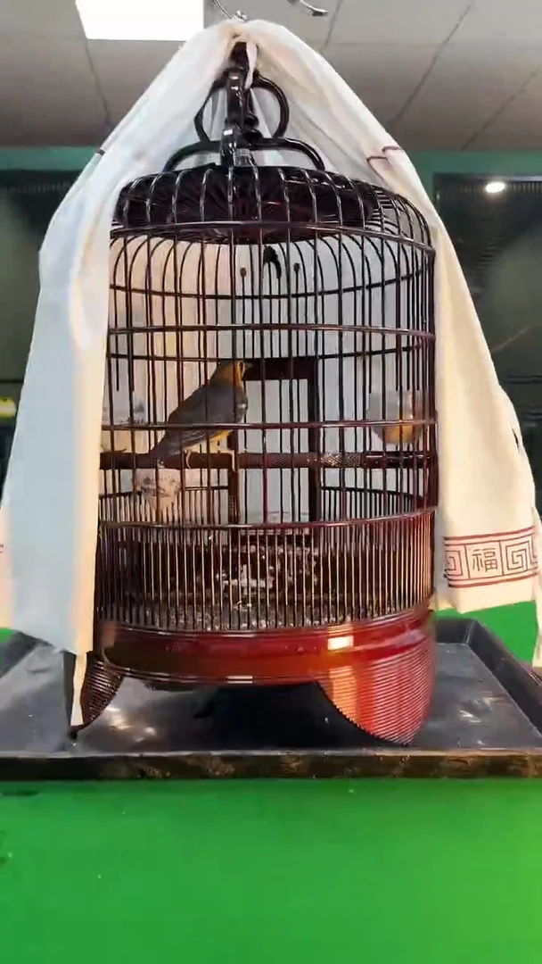 21号小橙头养笼0元起拍