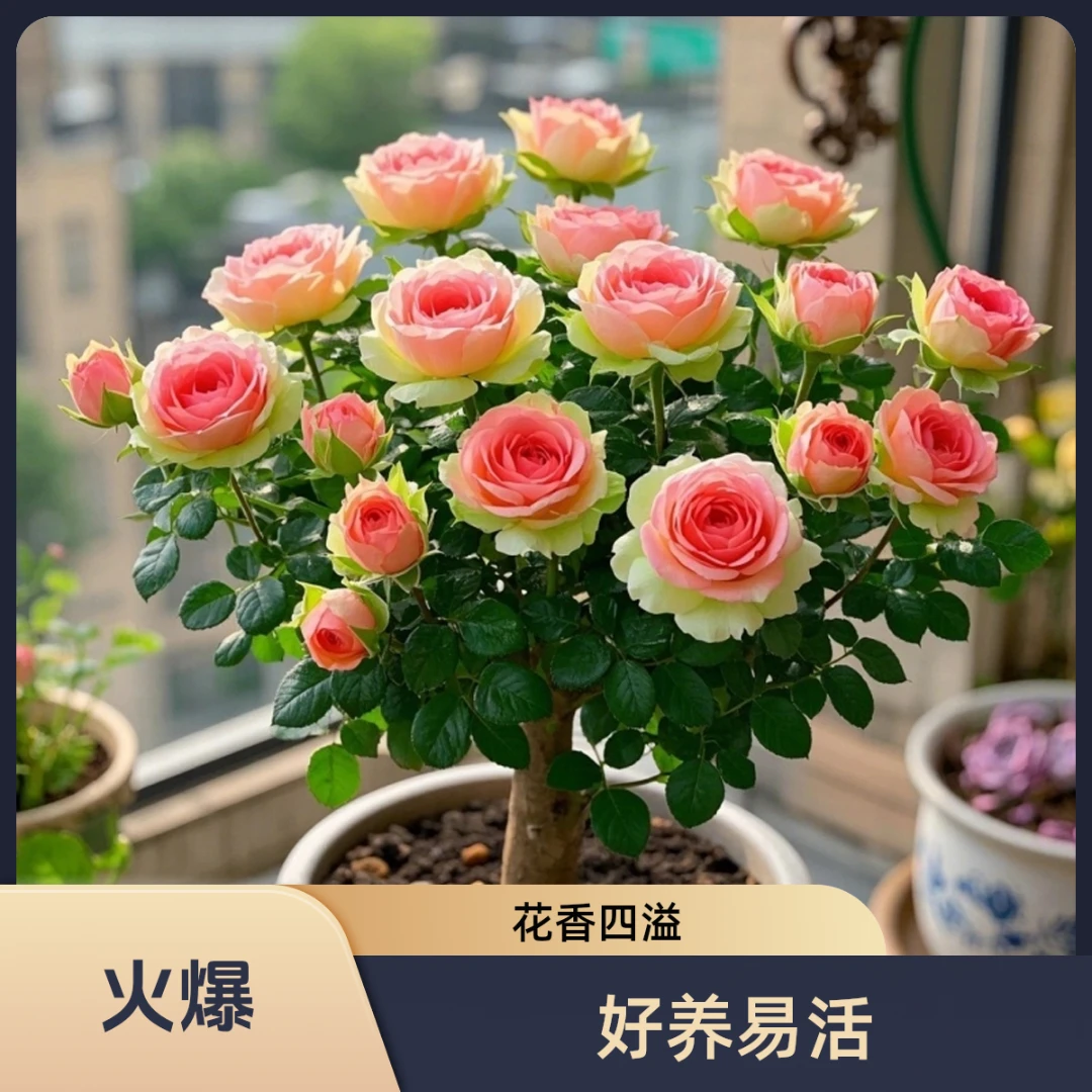 【四季开花】玫瑰花老桩苗四季可种耐寒耐热绿植盆栽花浓香型好养活