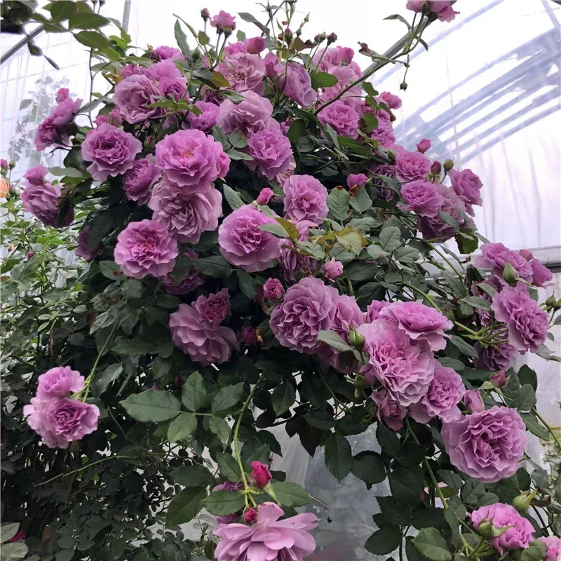 薰衣草花环月季花苗阳台盆栽花卉四季开花植物带花苞浓香蔷薇玫瑰