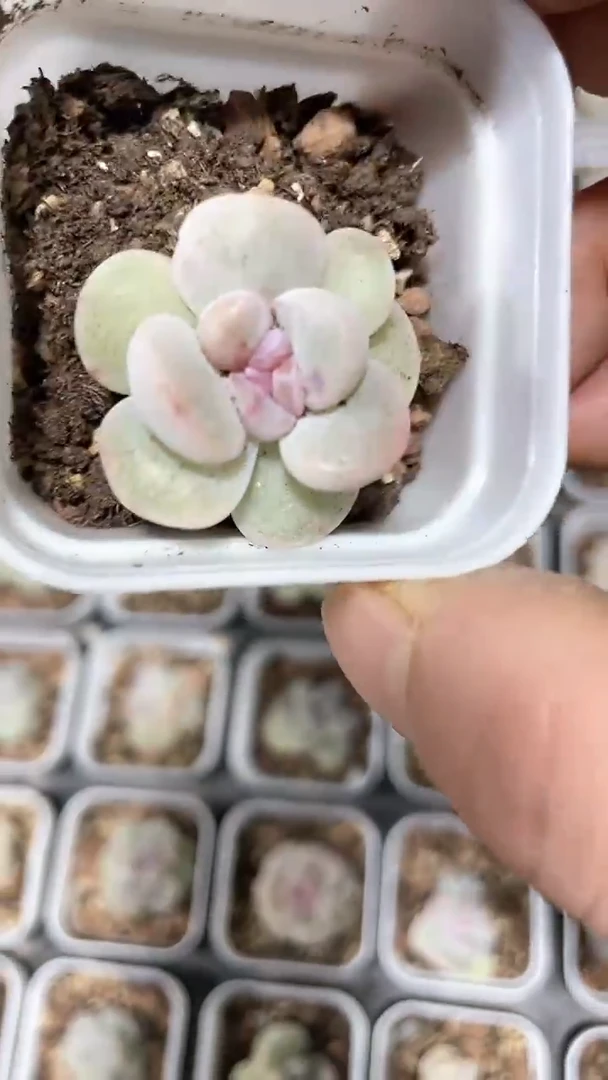 【闪购商品】五方紫心石化冰玉多肉一颗