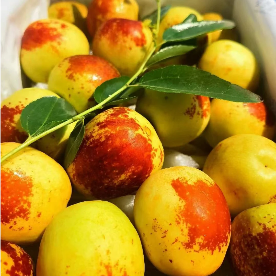 大力冬枣{礼盒装}净重2斤