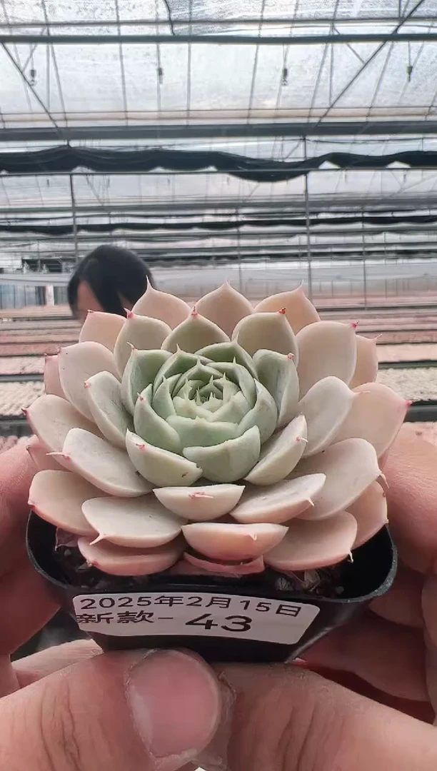 【闪购商品】新款多肉-43