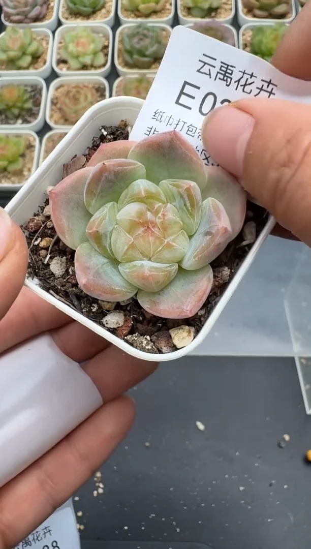 384E云禹多肉植物 带盆土纸巾打包 3颗包邮