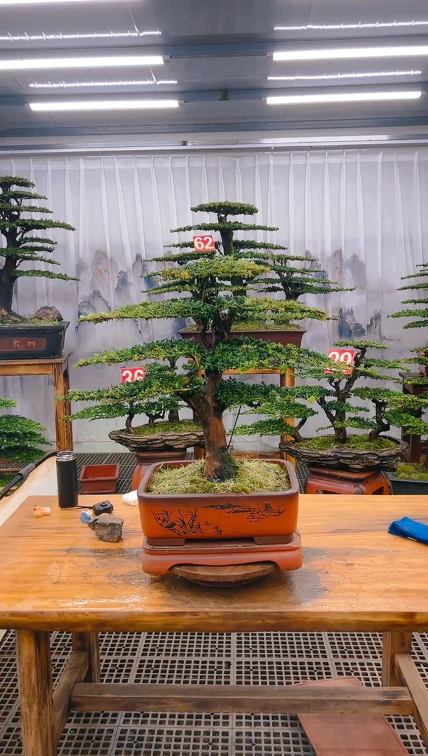 【闪购商品】紫砂精品盆景直播间一物一拍