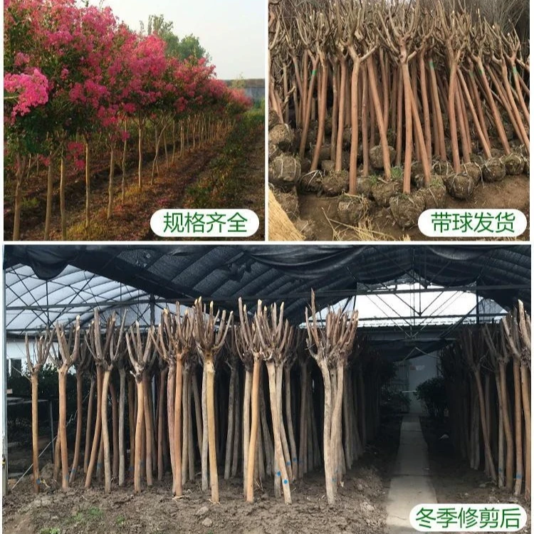 川红紫薇树VIP专拍链接