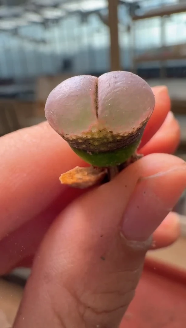 13-483多肉植物肉锥