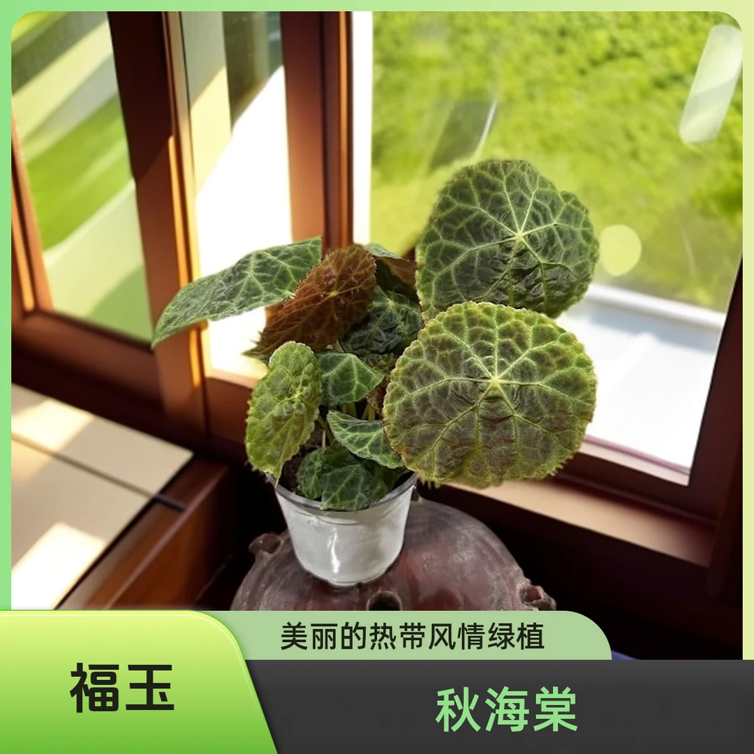 福玉 秋海棠热植 新品秋海棠不包叶损