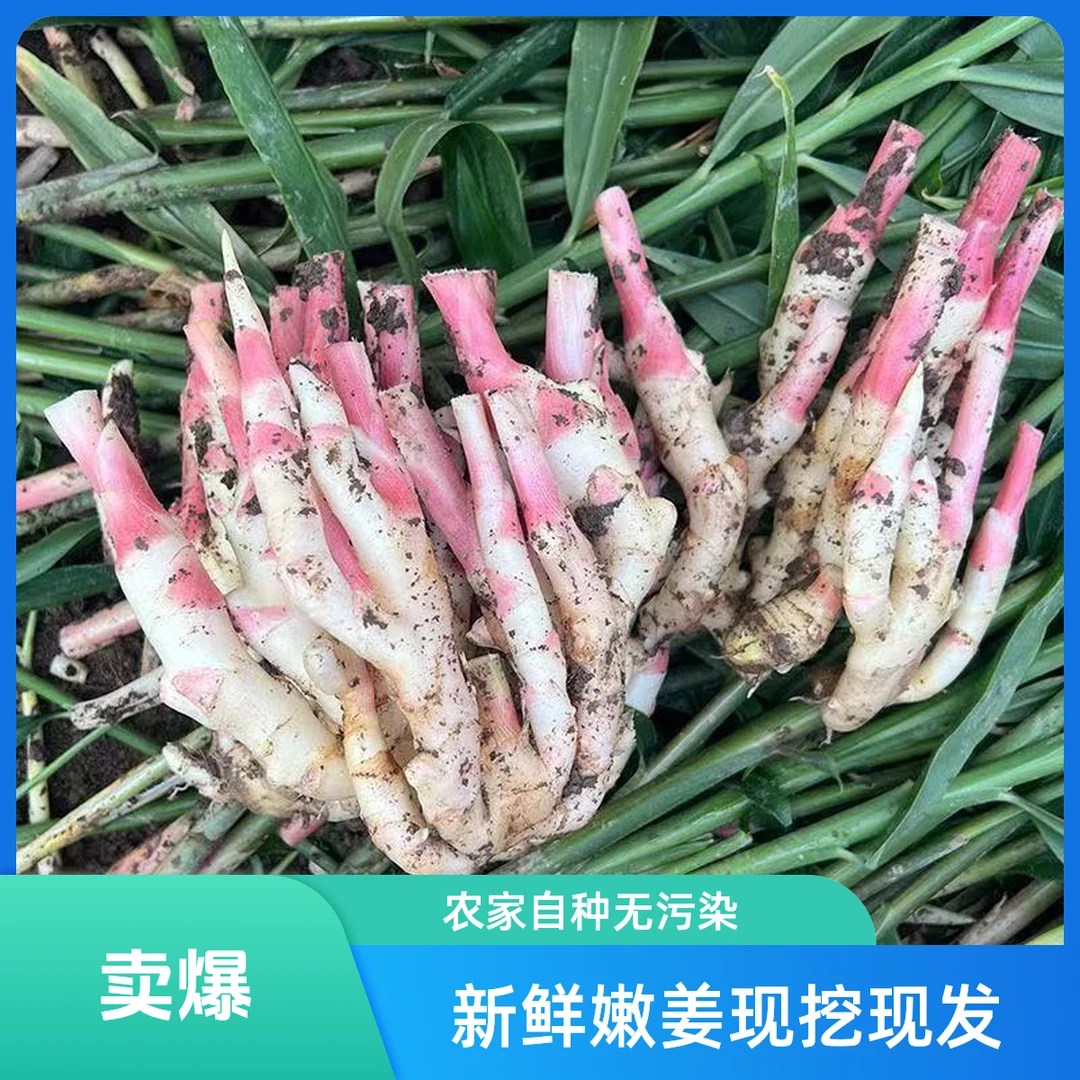 【顺丰包邮】安徽红芽嫩姜仔姜净重生姜鲜姜做泡糖醋姜时令应季蔬菜嫩姜