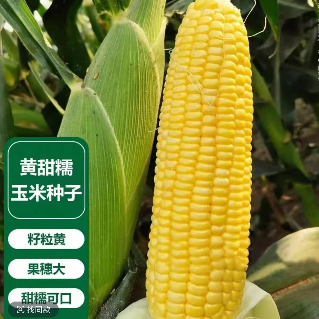【黄甜糯玉米种子】可大面积种植阳台盆栽四季蔬菜玉米种子