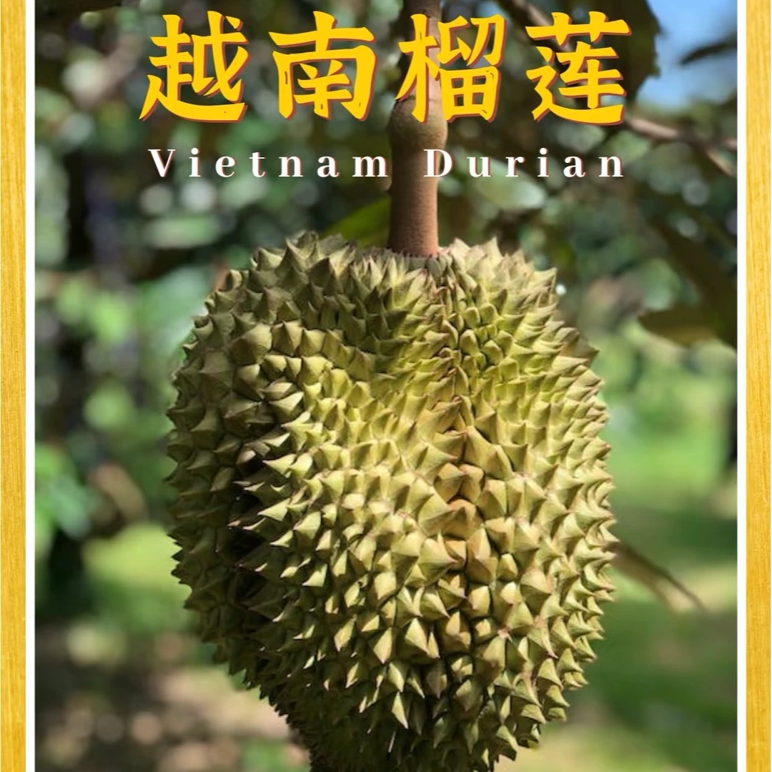 现开纯肉1-3斤 正宗一级越南树熟双A空运新鲜金枕核小榴莲同城送泰国kG越南榴莲同城配金枕越南金枕越南