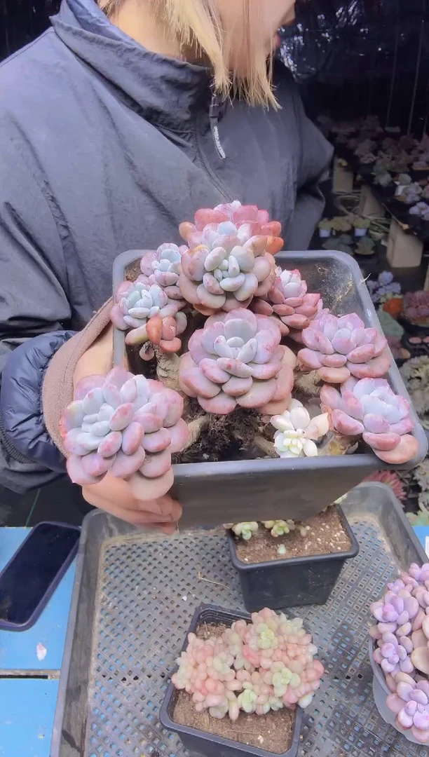 花*子36变异带锦白鹭一物一拍所见即所得