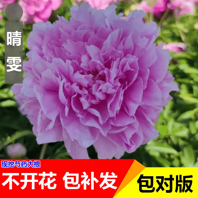 【晴雯】正宗洛阳重瓣牡丹花苗北方耐寒盆栽地栽室内庭院花卉牡丹苗