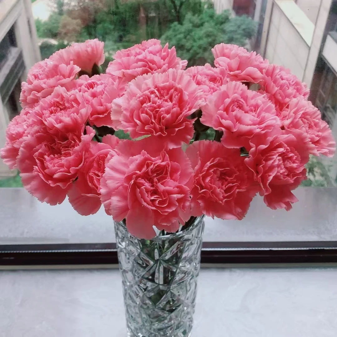 【AAA级】【送长辈】康乃馨鲜花花束云南基地送长辈妈妈生日鲜花