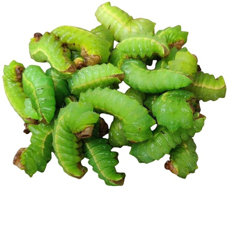 虫子可食用高蛋白东北大绿虫子柞蚕新鲜清理干净速冻发货顺丰包邮