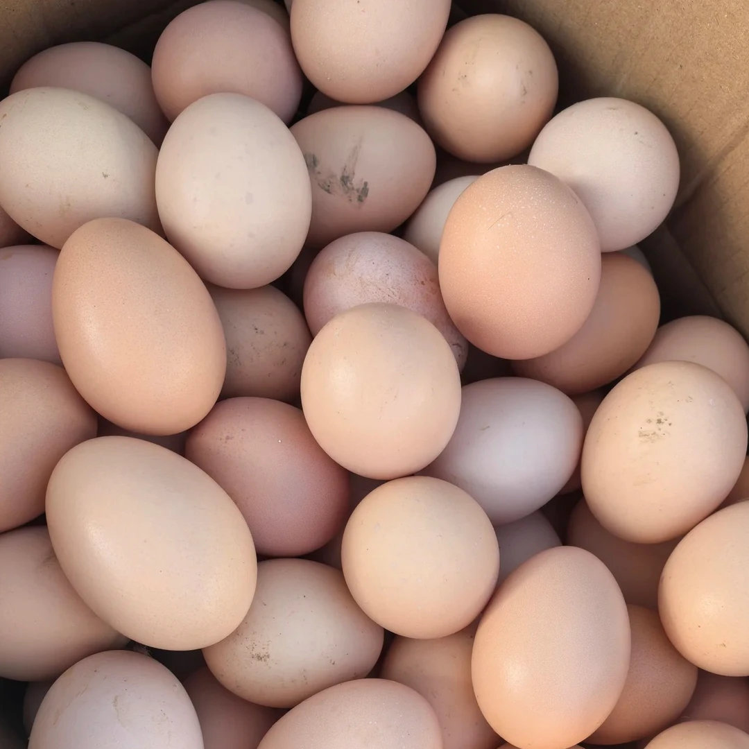 正宗营养新鲜内蒙古鄂尔多斯市土鸡蛋农家生态散养土鸡蛋