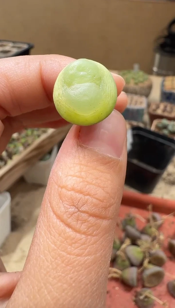30-136多肉植物肉锥
