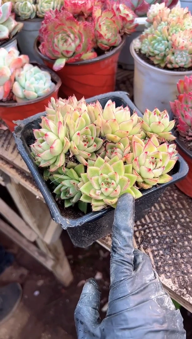 谢*菊多肉植物一物一拍04325