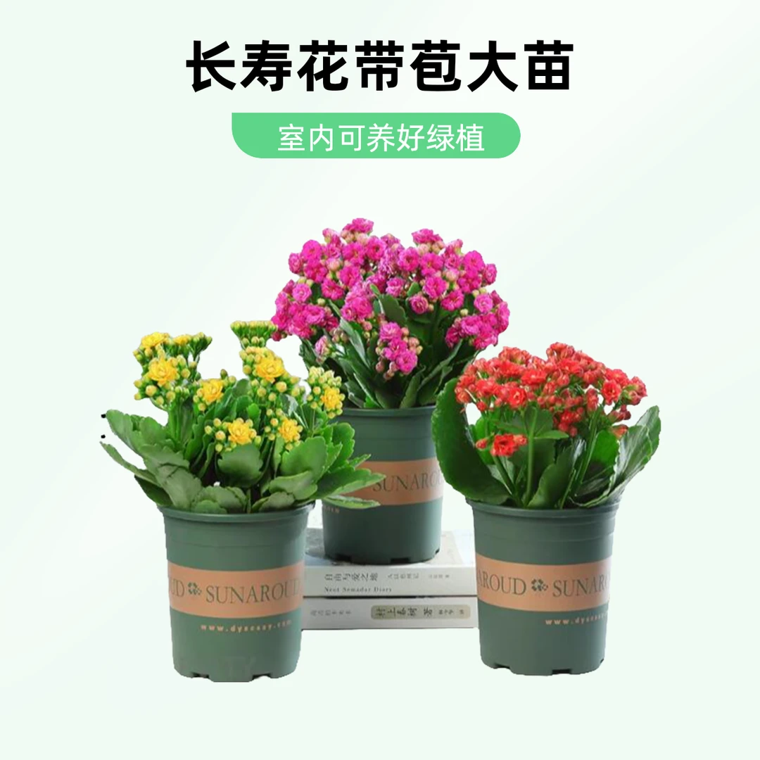 长寿花鲜花带花苞大苗绿植盆栽室内花卉盆栽花卉阳台室内客厅植物