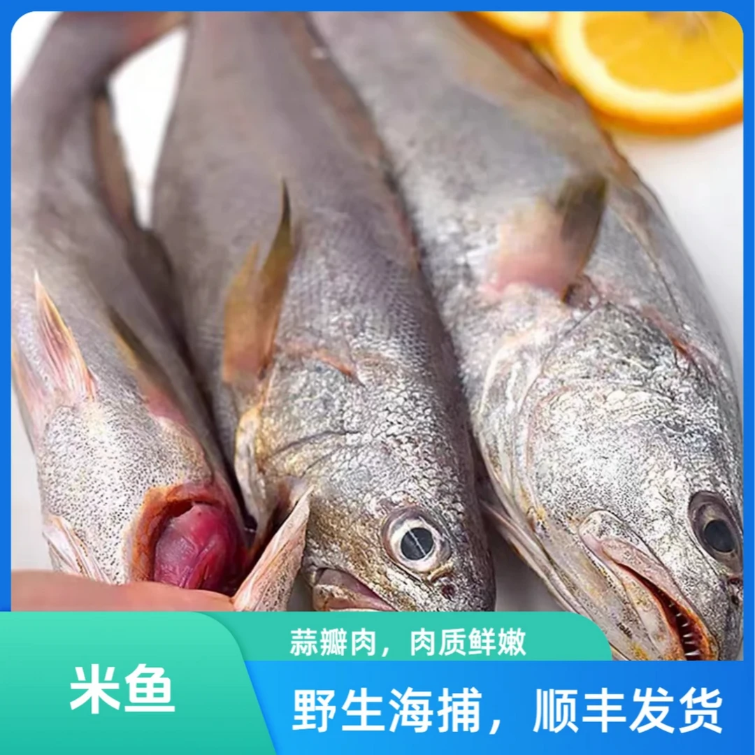东海热气米鱼 冰鲜发货 净重4斤