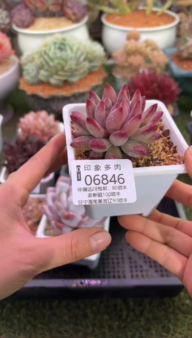 【闪购商品】06846