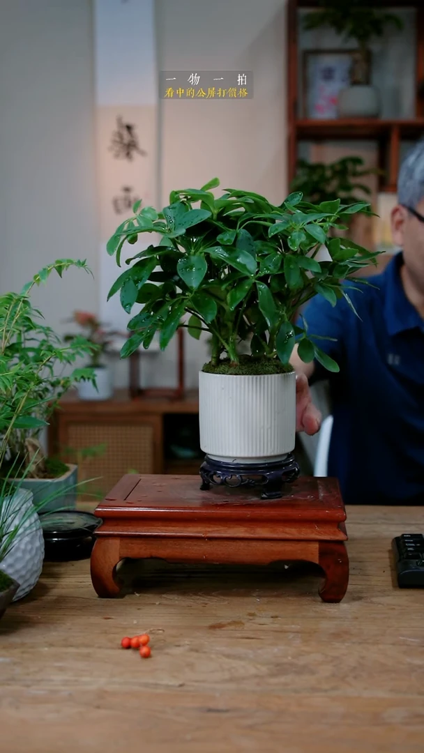 不开花植物九*鸭脚木135