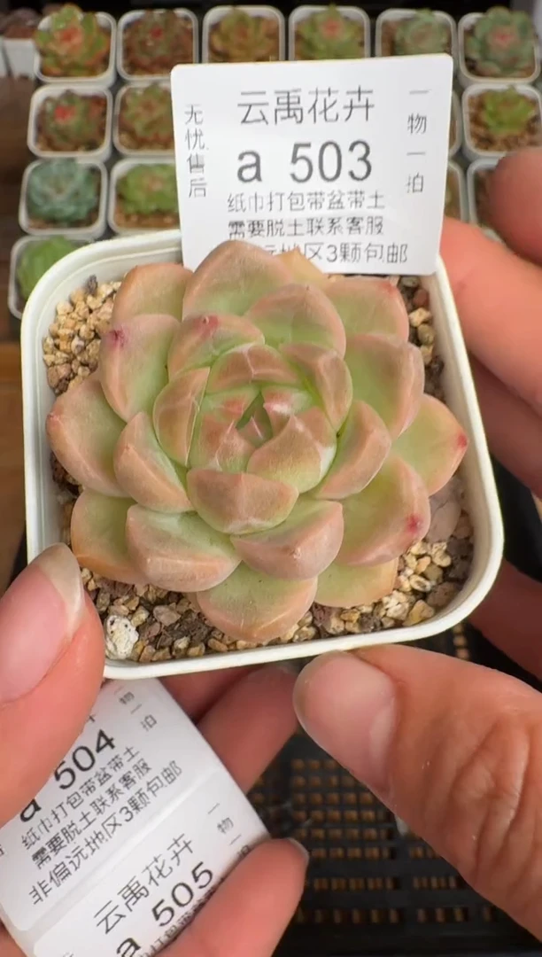 503a珍妮多肉(6.5cm杯）一物一拍 带盆土发