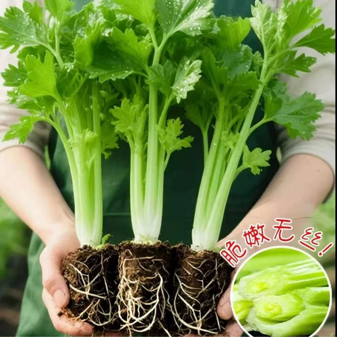 寿光皇后大肉西芹苗四季春秋阳盆栽高产脆嫩小红香芹根芹