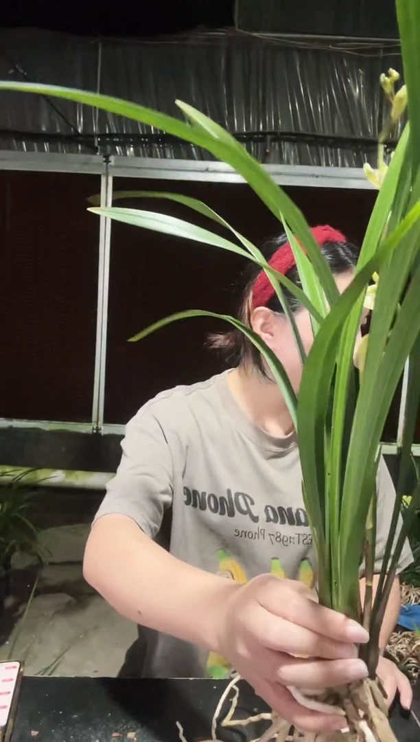 无花朵彩梅3苗 兰花