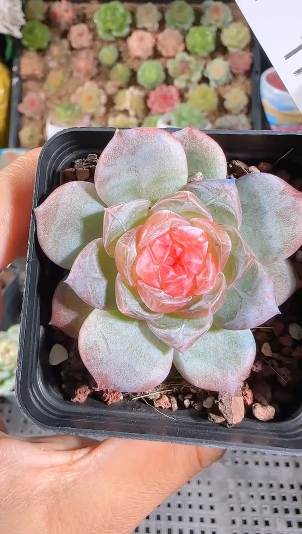 1116-114寒酥群生不包整