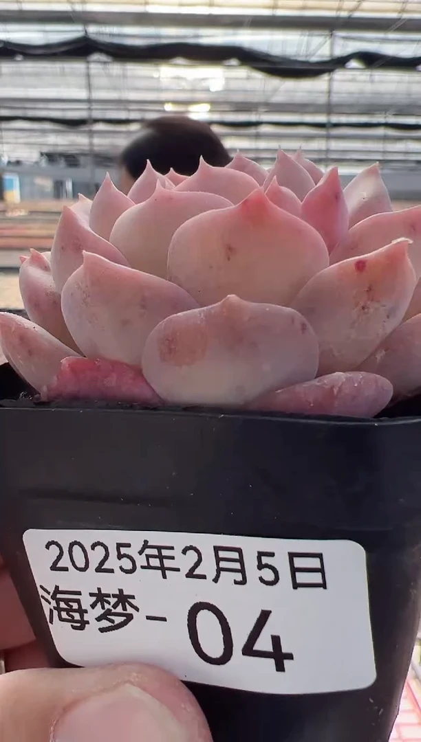 【闪购商品】海梦-4