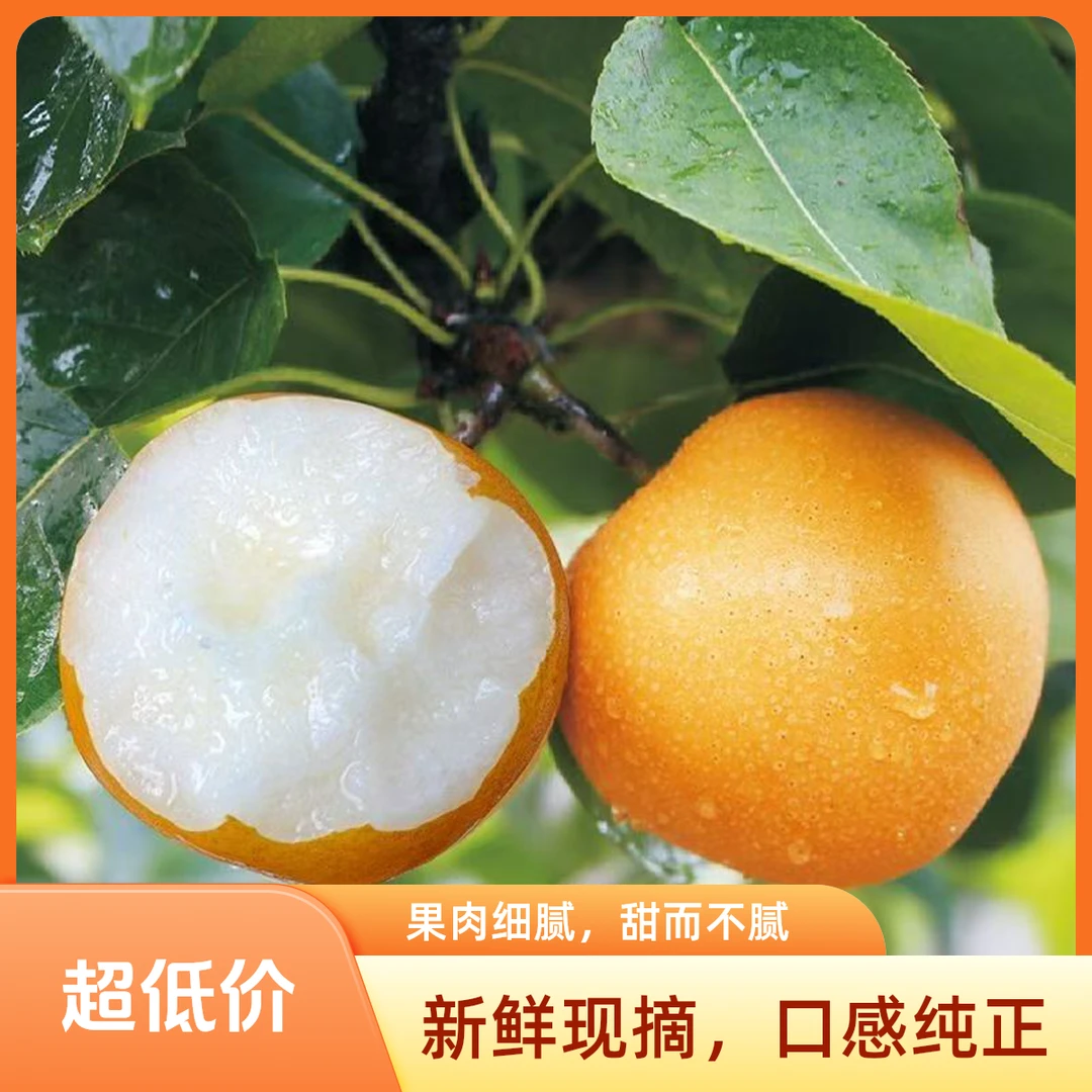 【圆黄梨福利】2025年正宗农家自种现摘圆黄梨