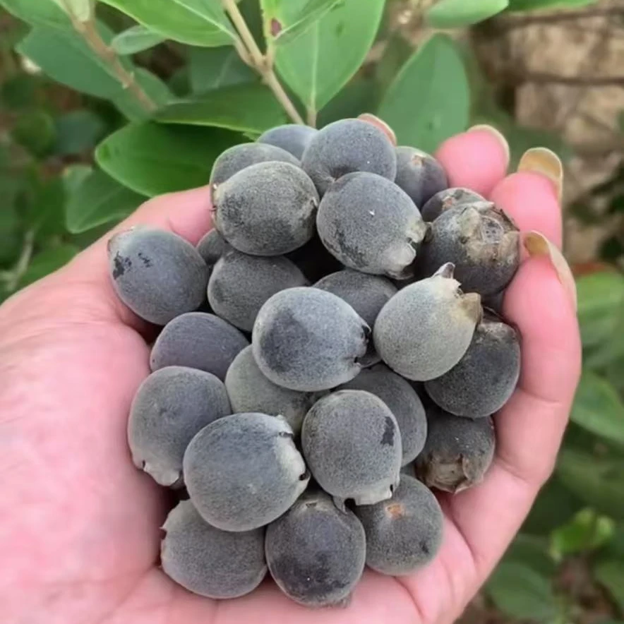 果泳湾桃金娘造型山捻子老树苗带土带叶 盆栽地栽种植