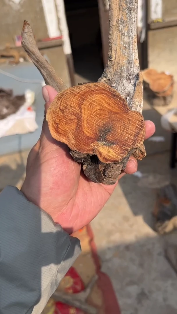 柏木（崖柏）太行崖柏毛料