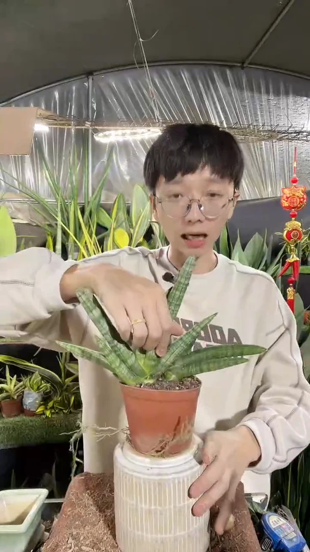 佛手兰带盆土带1仔起15.8