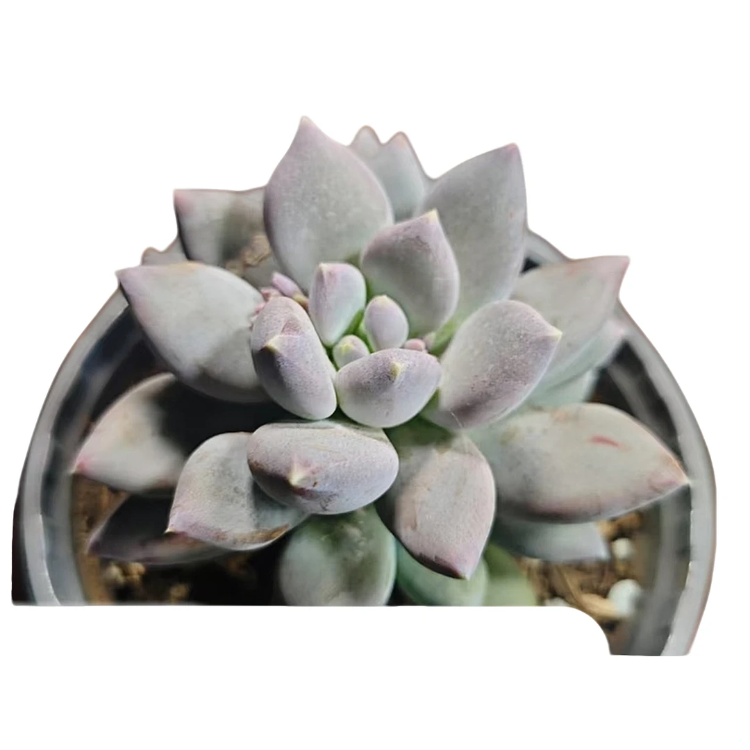 松果美人脱土发货星花怒放阳台露养办公室绿植多肉