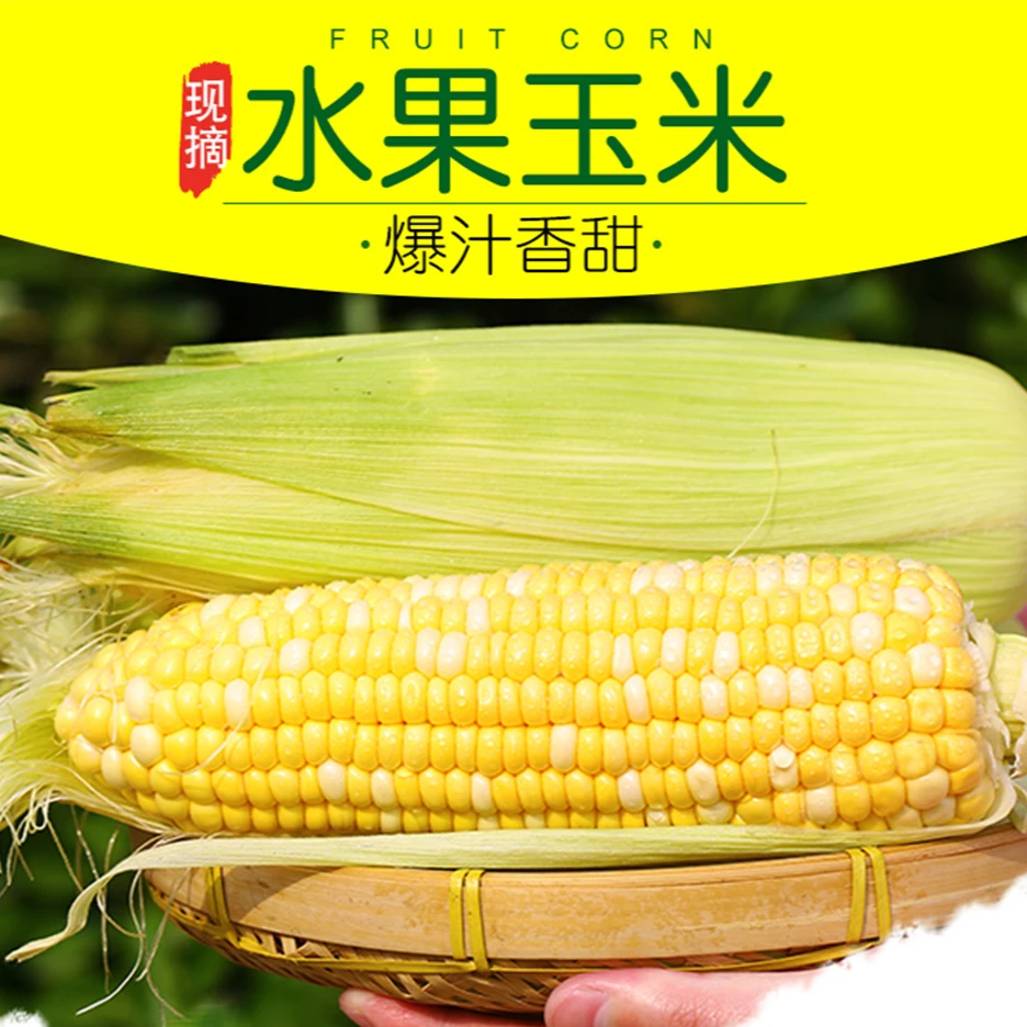 水果玉米甜玉米云南金银双色新鲜甜嫩水果玉米棒鲜玉米-单根6两起