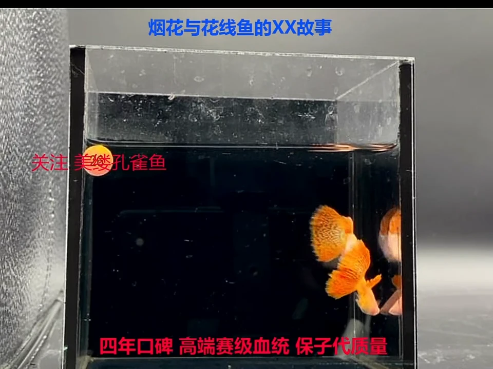 孔雀鱼红雷丝白子精品福利俩对