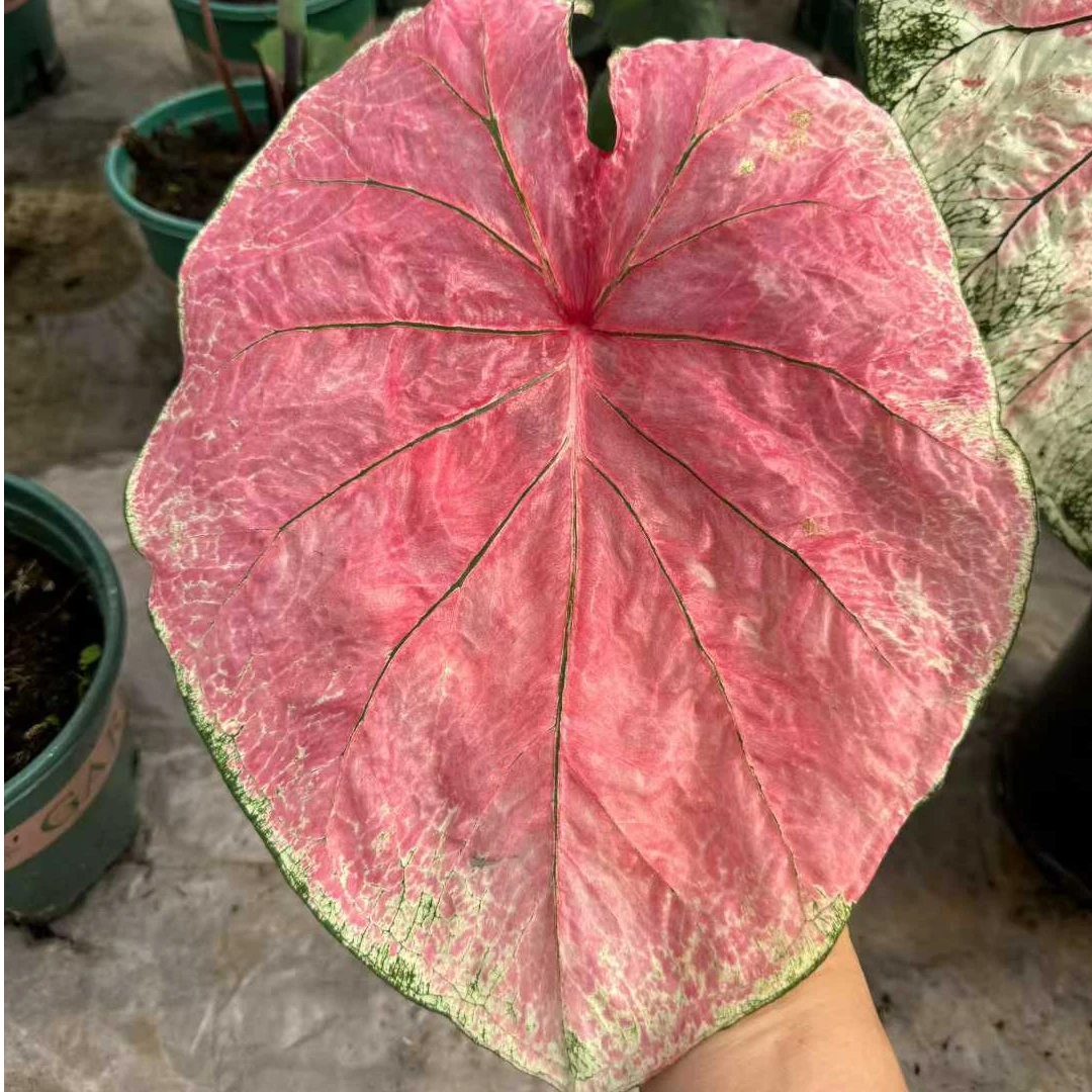 【海王,莫妮卡】彩叶芋