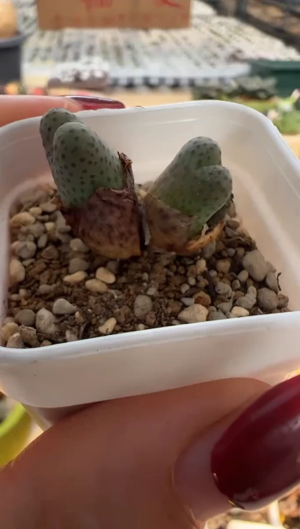 312.。。。。。。。。。。。。。