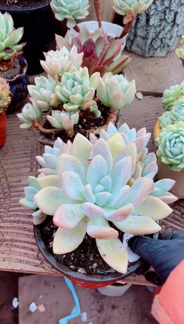 04122多肉植物一物一拍