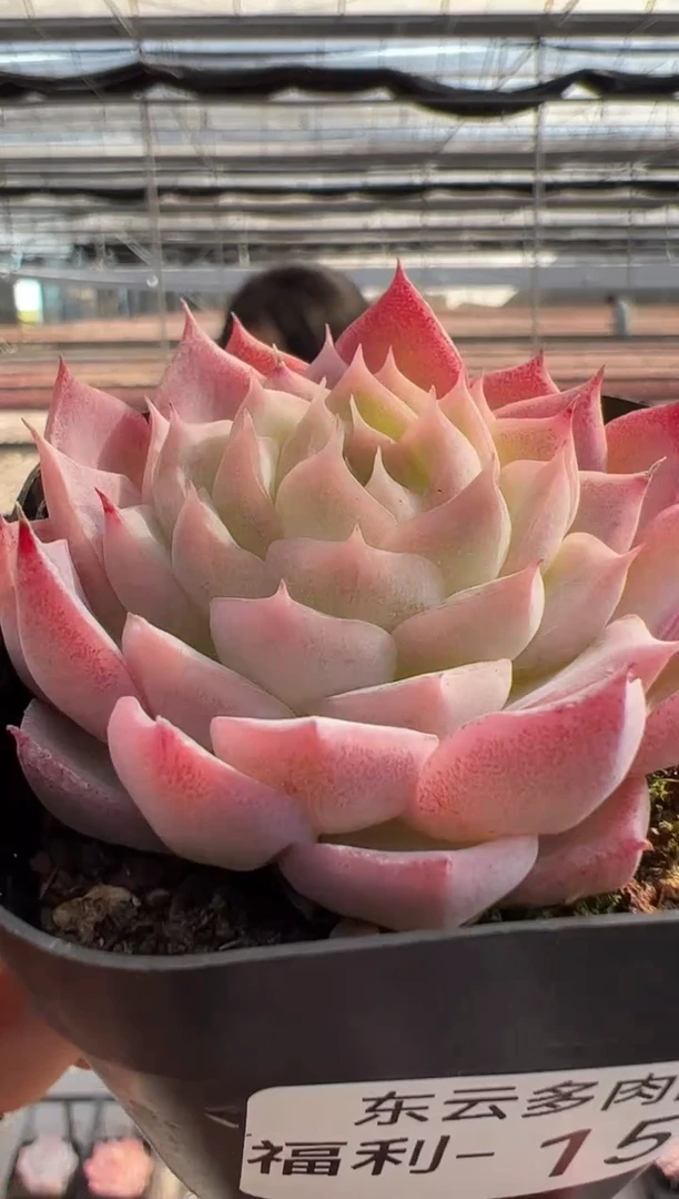 【闪购商品】福利多肉-154