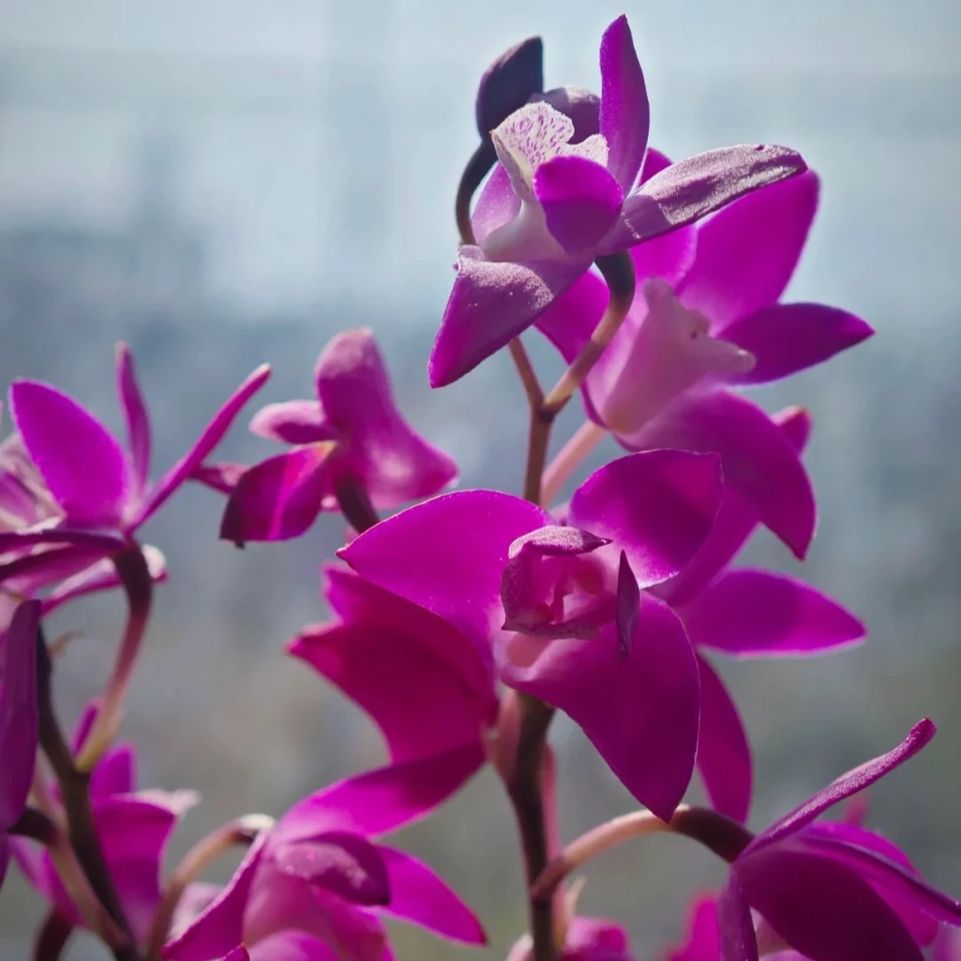 澳洲香水石斛兰（一年四季开花，花期长，可水培）易养活