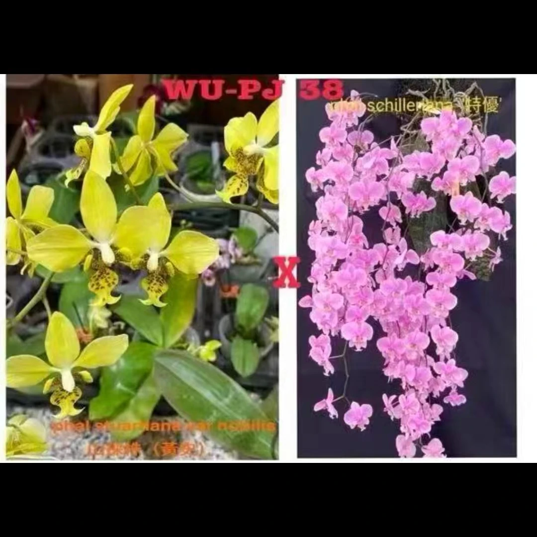 1.7寸 诺比黄史交特优西-苗 无根叶瑕  原生趣味兰