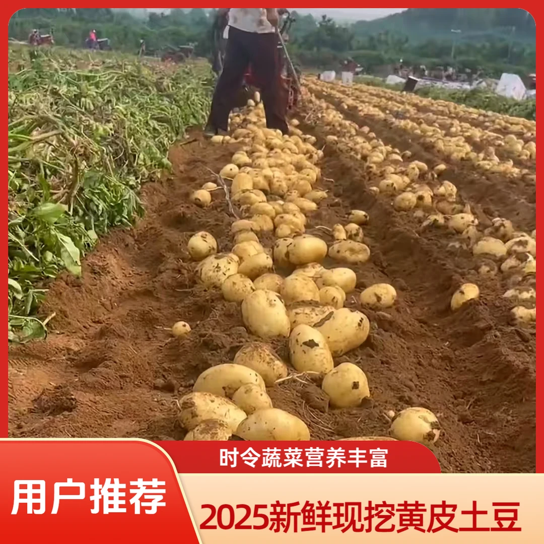 【带箱9.5-10斤】2025河南新鲜黄皮黄心土豆新鲜沙地种植土豆马铃薯