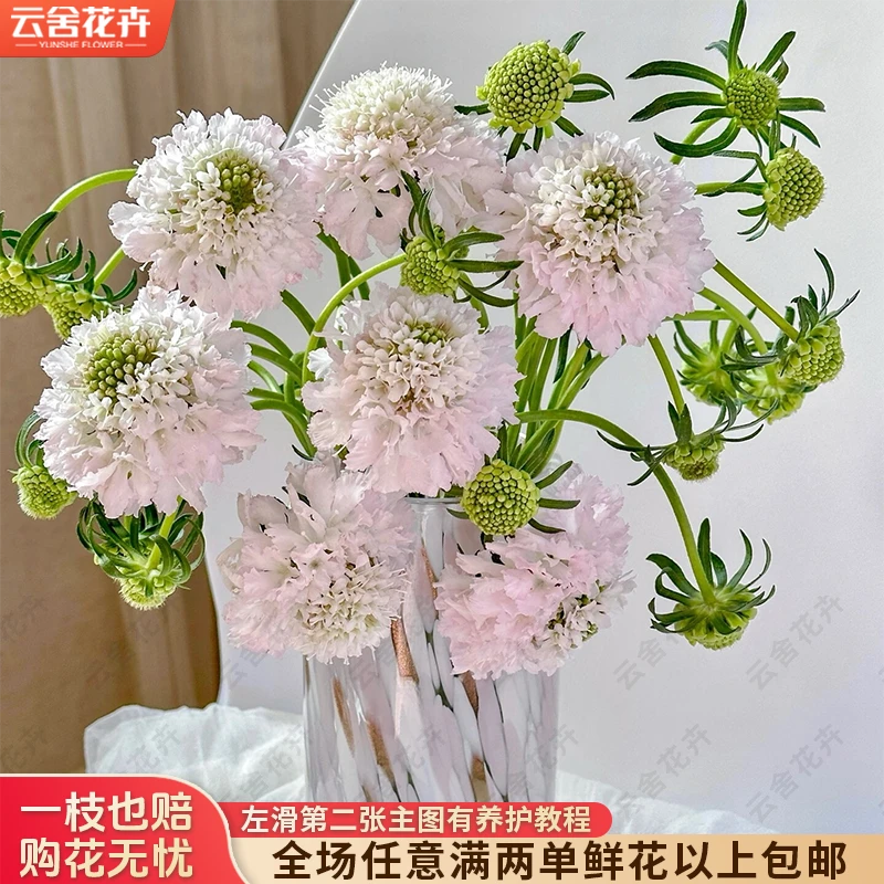 【云舍花卉】【樱花粉】松虫草一扎全场鲜花任意满两单及以上包邮发货