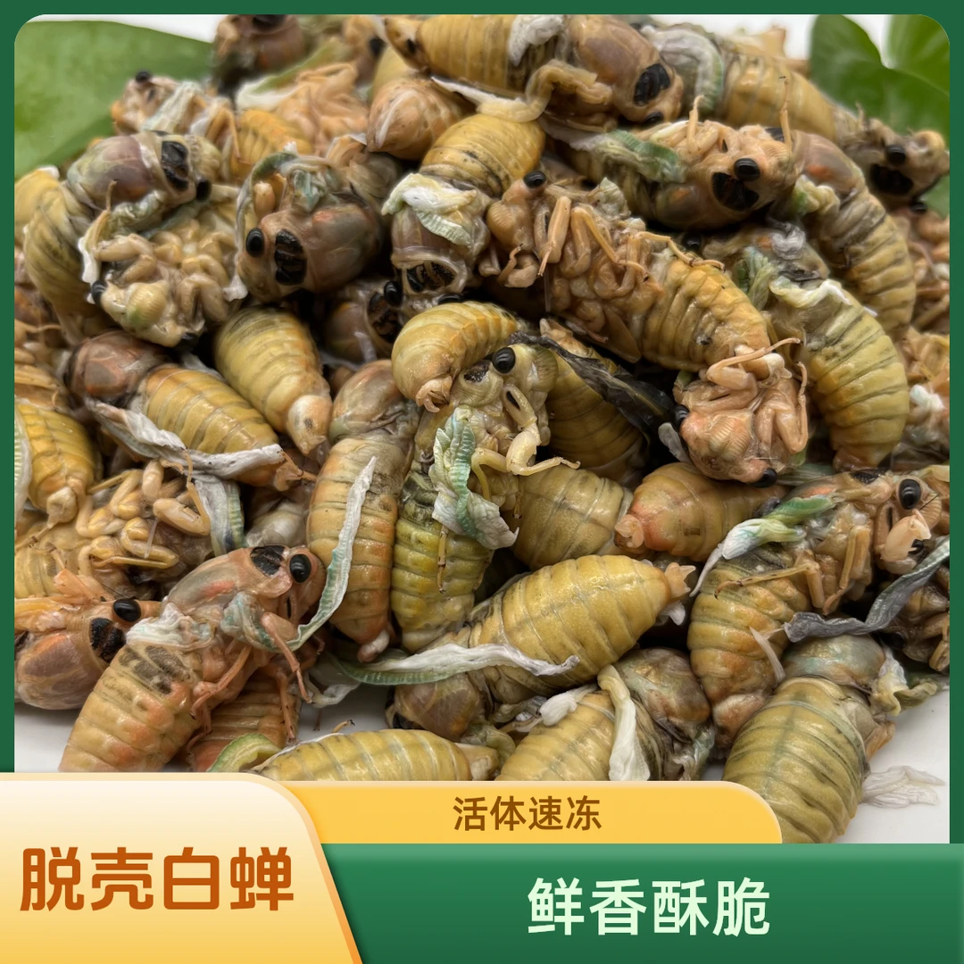 2025新鲜速冻脱壳白蝉知了猴营养丰富适合烧烤包邮