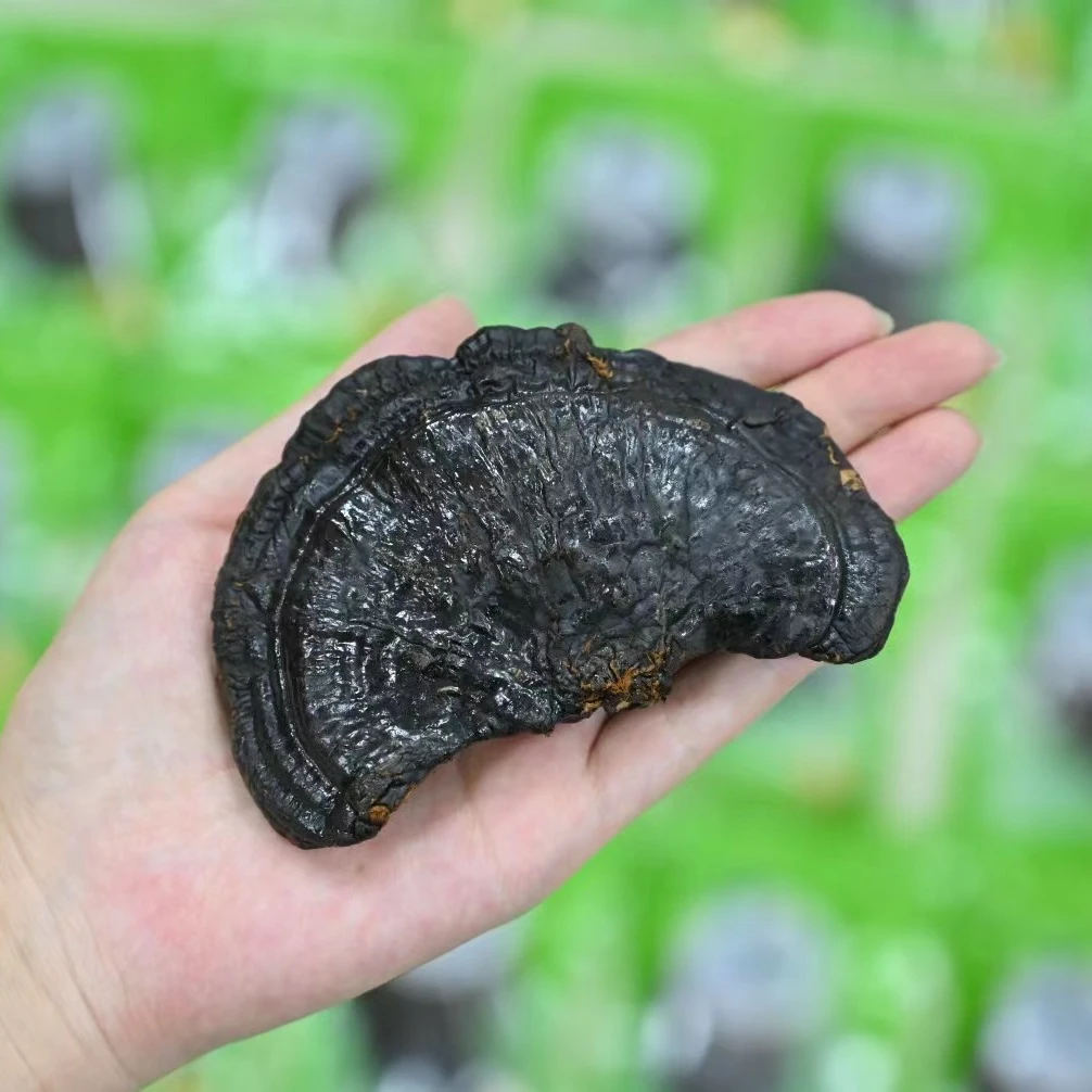 【买10送1】黑灵芝15克/个免洗林芝煮水煲汤泡酒