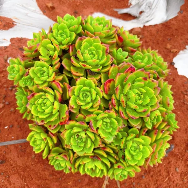 地栽火焰蒂亚 精品多肉