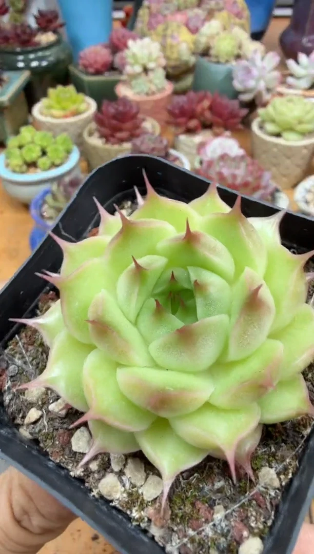 东云多肉园二店-573